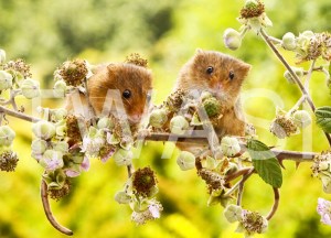 'Harvest Mice' by Vic Sharratt Photograph on Aluminium ready to hang 45 x 30 £65