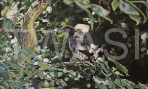 'Blackbird' by Immy Hathaway Acrylic Framed 45 x 63 Unframed 42x 60 £345