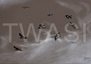 'Oystercatchers in Flight' by Immy Hathaway Mixed media, watercolour, gouache and charcoal Framed 39 x 31 Unframed 36 x 28 £125