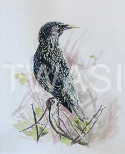 'Starling' by Immy Hathaway Watercolour and gouache Unframed 22 x 30 £115