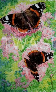 'Red amongst the Pink' by Jackie Cox Alcohol markers Mounted 43 x 29cm £155