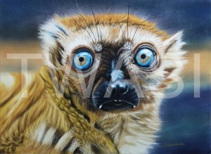 'Eyes a Lemur' by Jacqueline Edmonds Pastel Unframed (Mounted) 30 X 40 £250