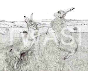 'March Hares' by Jacqui Franks Framed 70 x 60 Pen & Ink £325