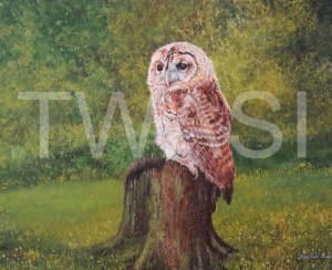 'Tawny Owl Fledgling' by Jacqui Franks Framed 68 x 58 Oil & Acrylics Original £325