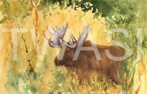 'Bull Moose Yellowstone Park' by Jan Watts Unframed watercolour 37 x 26 £240