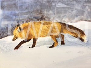 'The Red Fox' by Jan Watts Unframed watercolour 55 x 40 £375