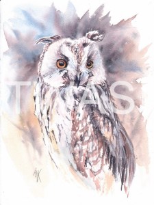 'Long Eared Owl' by Jennifer Horn Watercolour Framed 33 x 43 £180