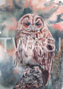 'Tawny Owl' by Jennifer Horn Watercolour Framed 33 x 43 £180