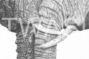 'Embrace' by Jess Pritchard Graphite Pencil Framed 53 x 42 Unframed 35 x 23 £360