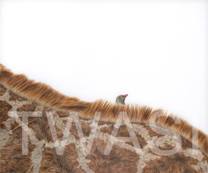 'Hitchhiker' by Jess Pritchard Coloured Pencil Framed 72x58 Unframed 53x38 £900