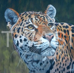 'Amber Alert' by Julie Longdon Coloured Pencil Framed 68x73 £675