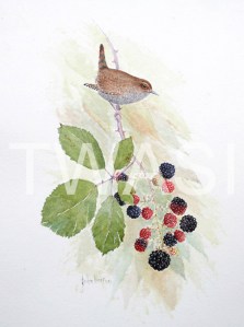 'Wren and Blackberries' by John Horton Unframed 21 x 30 Watercolour £145