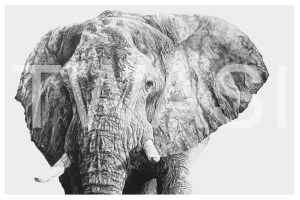 'Majestic' by Jordan Price Graphite Pencil Unframed 40 x 25cm £695