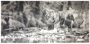 'Splash of Focus' by Jordan Price Graphite Pencil Unframed 70 x 35cm £995