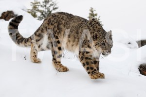 'Making Tracks Snow Leopard' by Joy Roberts Photograph Unframed 40.5 x 30.5 £25