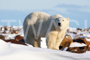 'On Top of The World Polar Bear' by Joy Roberts Photograph Unframed 40.5 x 30.5 £25