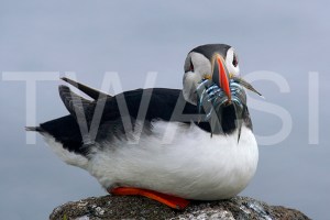 'Parent Returns Puffin Isle May' by Joy Roberts Photograph Unframed 40.5 x 30.5 £25