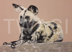 'Lycaon Pictus' by Karen Markham Pastel Pencil & Panpastel Unframed 58.42 x 45.72 £175