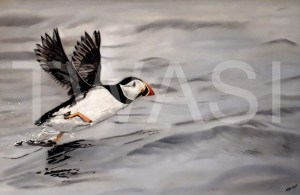 'Take Off!' by Karen Markham Coloured Pencil & Panpastel Unframed 55.88x 41.91 £175