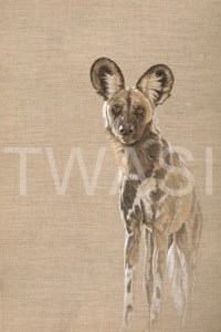'Khwai Wild Dog' by Christine Dadd Oil on untreated Linen Box canvas unframed 61 x 92 £795
