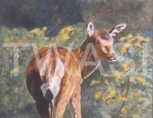 'Red Deer The Yearling' by Leslie Read Acrylic Framed 40.64 x 50.8 £230