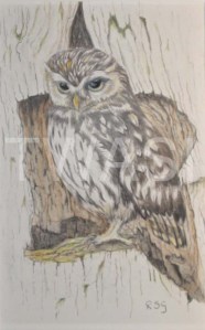 'Little Owl' by Rosemary Gowland Colour Pencils Unframed 20 x 13 £125