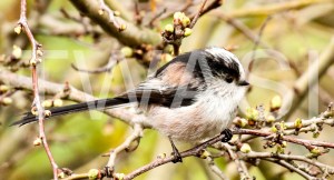 'Long Tailed Tit' study by Vic Sharratt study Photograph on Canvas ready to hang 60 x 30 £100