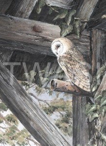 'Barn Owl' by Marion Tuffrey Acrylic Unframed 20 x 25 £160