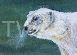 'Polar Bear' by Marion Tuffrey Watercolour Unframed 31 x 36 £150