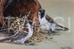 'Sparrows' by Marion Tuffrey Acrylic Unframed 26 x 32 £150