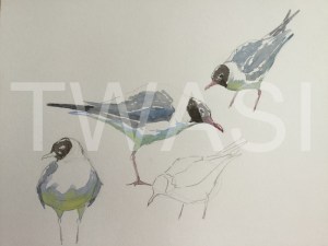 'Black Headed Gull' field study by Martin Gibbons Watercolour Unframed 42 x 30 £250