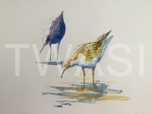 'Black Tailed Godwits' field study by Martin Gibbons Watercolour Unframed 42 x 30 £250
