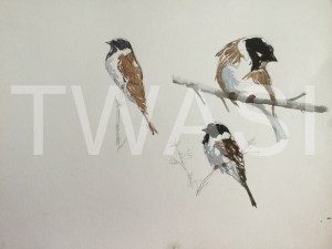 'Reed Buntings' field study by Martin Gibbons Watercolour Unframed 42 x 30 £250