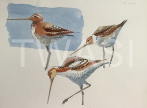 'Ruff' field study by Martin Gibbons Watercolour Unframed 42 x 30 250