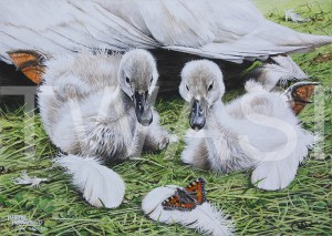 'Wings of a Different Kind' by Martin Horsfield Gouache Framed Size: 44.4 x 37.5 £295