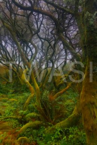 'Enchanted Forest II' by Martin Raskovsky Digital Manipulated Photography Unframed and un-mounted 40x60 Price £180