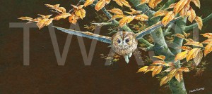 'Autumn Tawny Owl' by Martin Rumary Acrylics Unframed 35 x 61 £580
