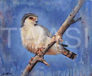 'Pygmy Falcon' by Neal Griffin Oil 32.5 (h) x 38 (w) Framed / 25.5 (h) x 31 (w) unframed £250