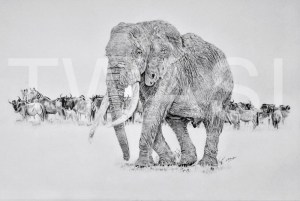 'Majestic' by Nick Barker Pencil Framed 94cm x67cm £1,500