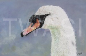 'Mute Swan' by Nick Barker Pastel Framed 83cm x 58cm £750