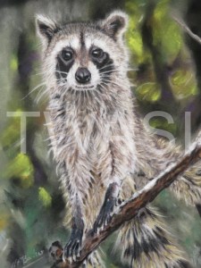 'Racoon' by Nick Barker Pastel Framed 43cm x 51cm £300