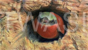 'Southern Carmine Bee Eater at Nest Site' by Nick Day Mixed pencil on linen board Framed 33x45 £1500