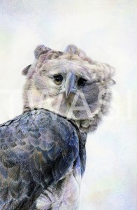 'Harpy Eagle Spirit of the Wind' by Nick Day Mixed pencil on linen board Framed 58x44 £2000