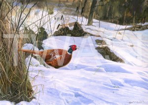 'Pleasant Pheasant' by Nigel Buckels Gouache Unframed 44 x 30 £490