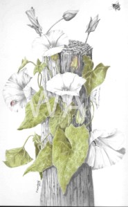 'Bees and Bindwind' by Pauline Thompson Graphite and Coloured Pencil Unframed mounted 30.5 x 40.5 £195