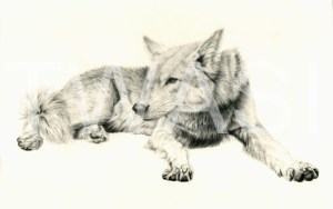 'Reclining Wolf' by Pauline Thompson Graphite Unframed mounted 30.5 x 40.5 £195