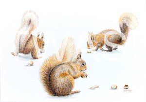'Nut crackers' by Sarais Crawshaw Colour pencil Unframed 41x 51 £250