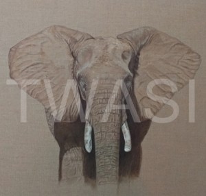 'Savute Elephant' by Christine Dadd Oil on untreated Linen Box canvas unframed 107x 92 £995