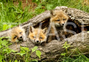 'Tree and Fox Cubs' USA by Vic Sharratt Photograph on Canvas ready to hang 75 x 50 £125
