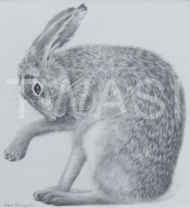 'Not a hare out of place' by Valerie Briggs Graphite, pencil and coloured pencil Mounted and unframed 38 x 35 £275